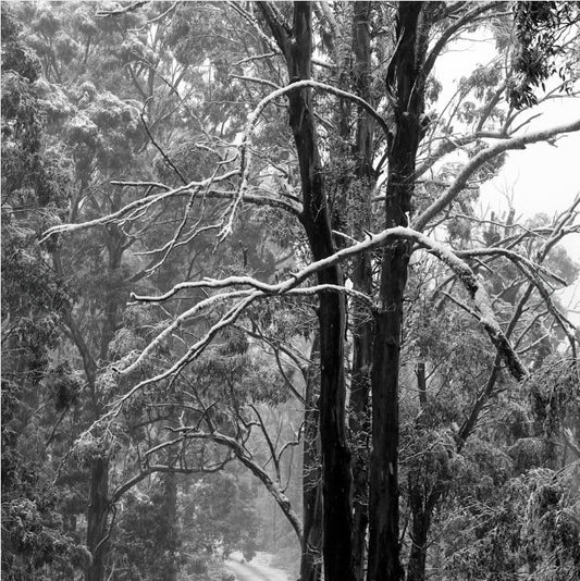 Snowy Mountains Eucalyptus Oil - 10ML