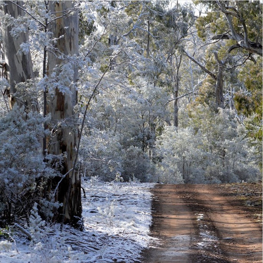 Eucalyptus & Lavender Liquid Soap - 250ML