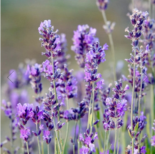 Australian natural lip balm with eucalyptus or lavender essential oils