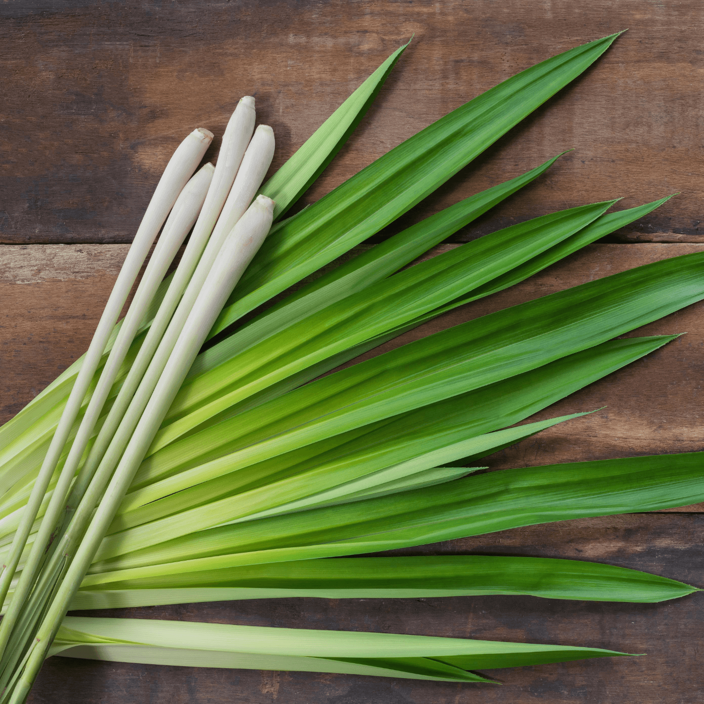 Deodorant Tube - Lemongrass, Lime & Patchouli