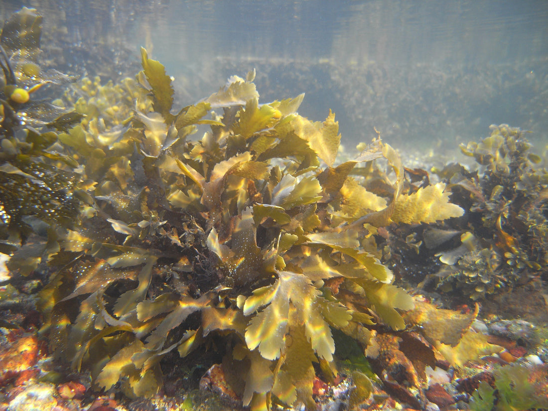 Mushrooms & Seaweed: Living Materials Replacing Plastic